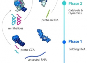 Diagram from Georgia Tech research on the evolution of RNA and proteins.